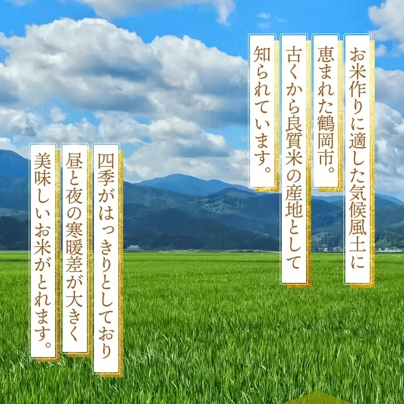 【令和8年産先行予約】 はえぬき（庄内米） 精米　10kg(5kg×2袋)　農家 長四郎