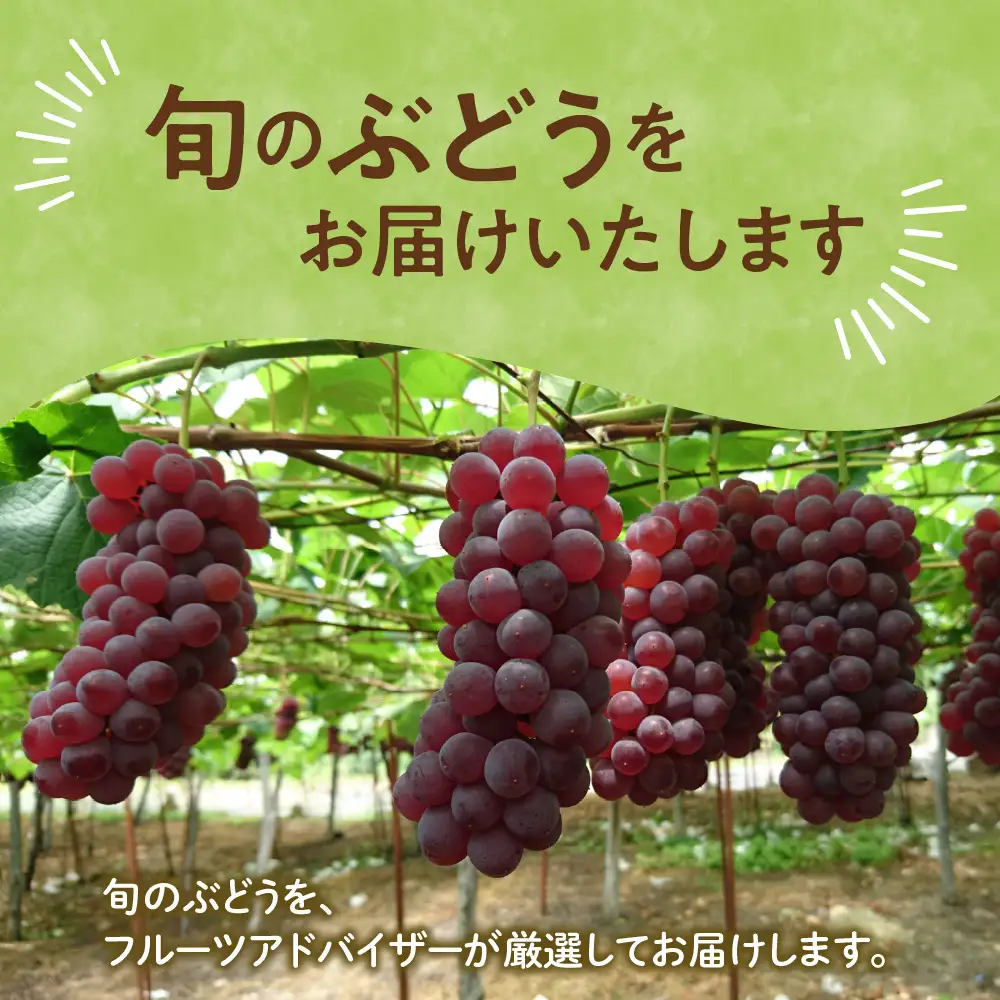 【先行予約】 令和8年産 ぶどう 種無し デラウェア 約1kg 山形