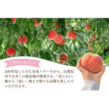 【2026年発送】山梨県山梨市産 桃 3kg (7～12玉)【配送不可地域：離島・沖縄県】【1691264】