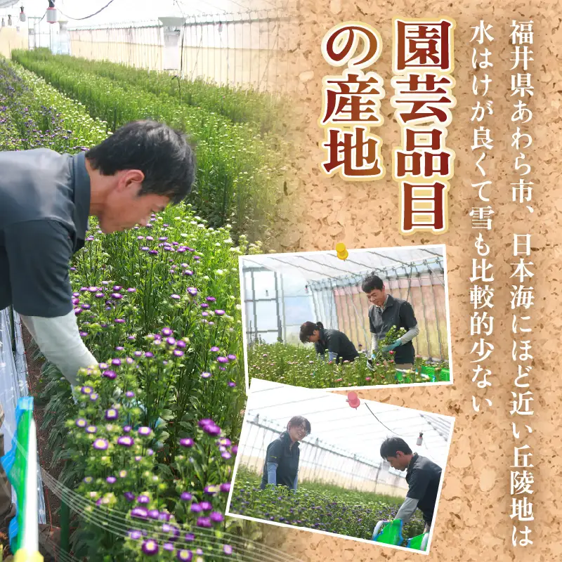 【先行予約】花農家直送 新鮮な切花【秋】 / 生花 お花 旬の花束 豊かな生活 花のある生活 15本程度 2種 季節 花 ※2026年9月中旬以降発送予定 [aw099-a003]