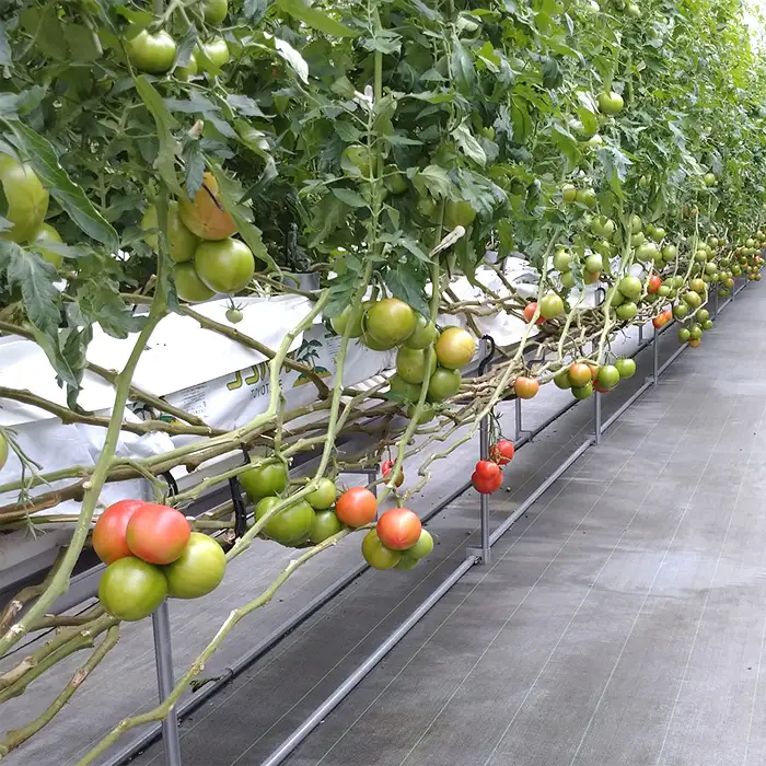 トマト いろいろ詰合せセット 1.8kg入り箱 ／ とまと 野菜 新鮮 完熟 ミニ 中玉 大玉 3種類 詰め合わせ セット 食べ比べ 産地直送 農家直送 サラダ 行田市産 埼玉県 特産 No.508