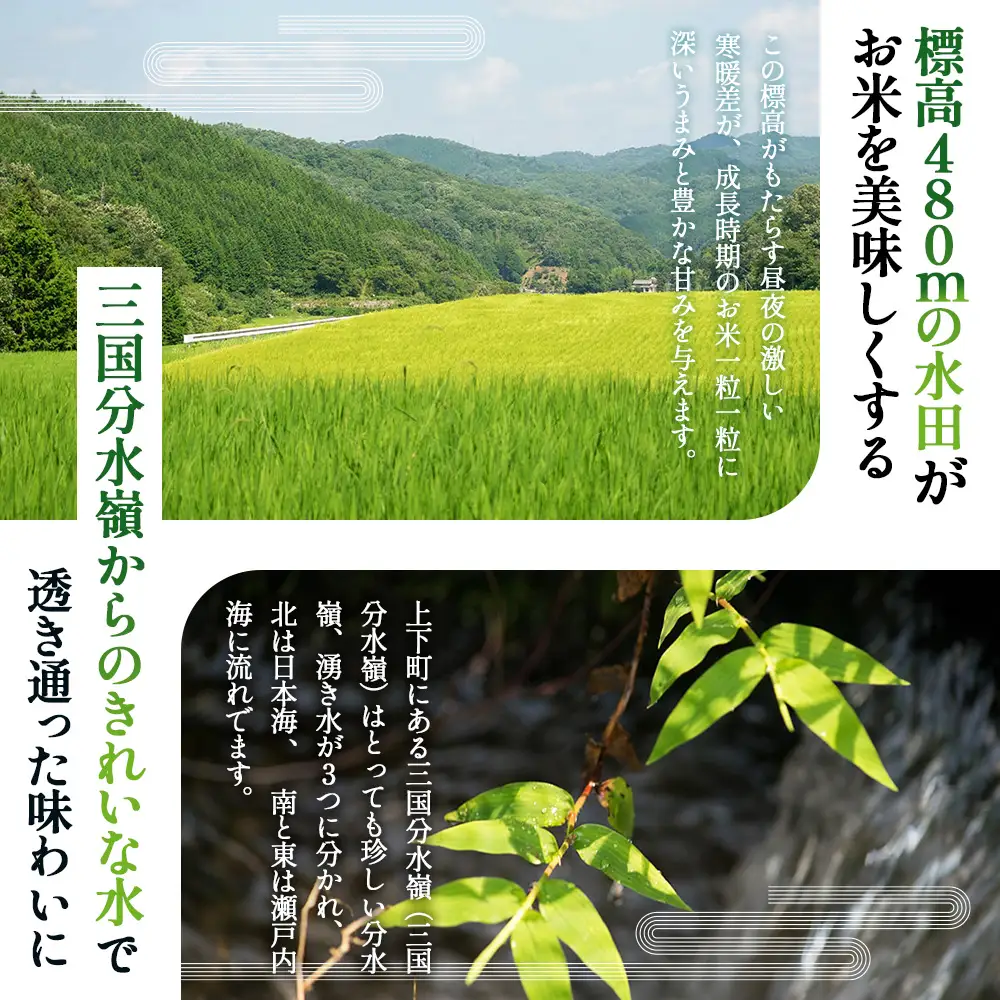四八米 こしひかり 酵素プレミアム 【ギフト】2合×5個入 1.5kg ／ お米 米 こめ 精米 白米 1.5キロ 国産 産地直送 産直 お取り寄せ 希少 最高品質 贈答用 最上級 甘み 旨み 人気 おすすめ 広島県 No.1171