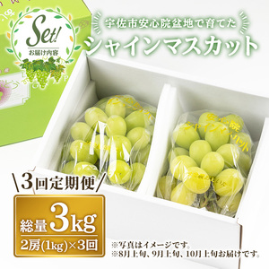 ＜定期便・全3回(連続)＞シャインマスカット (総量3kg・1kg×3回) ぶどう 葡萄 フルーツ 果物 定期便 ＜先行予約受付中！2026年8月上旬から順次発送予定＞ ＜北海道、沖縄、離島配送不可＞【206300600】【大分県農業協同組合　北部エリア】