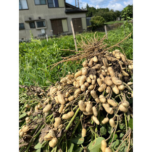 【先行受付・数量限定】愛知県豊田市産 【生落花生】 1.5kg（2026年9月中旬より発送予定）