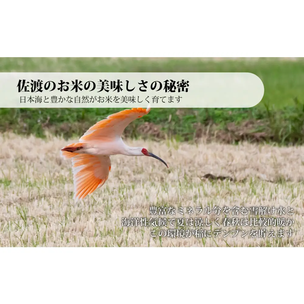 佐渡産コシヒカリ 2kg 令和7年産