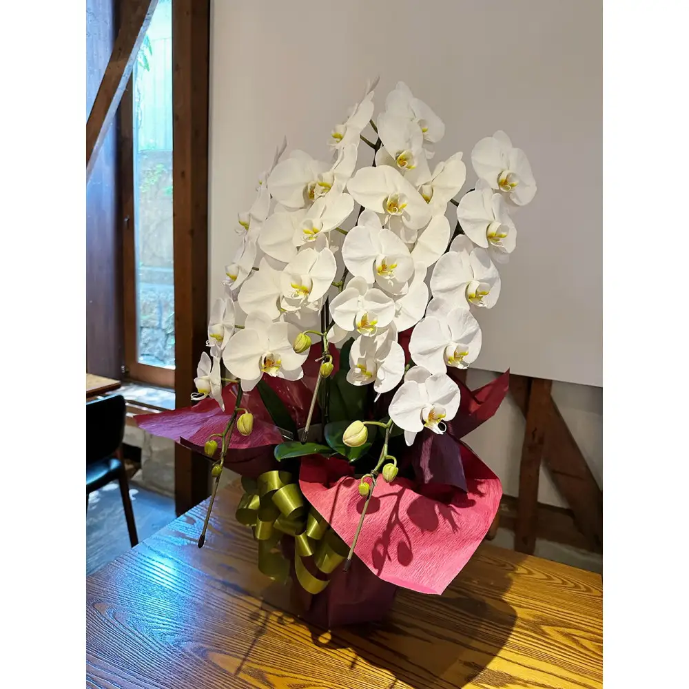 品質抜群　胡蝶蘭3本立て