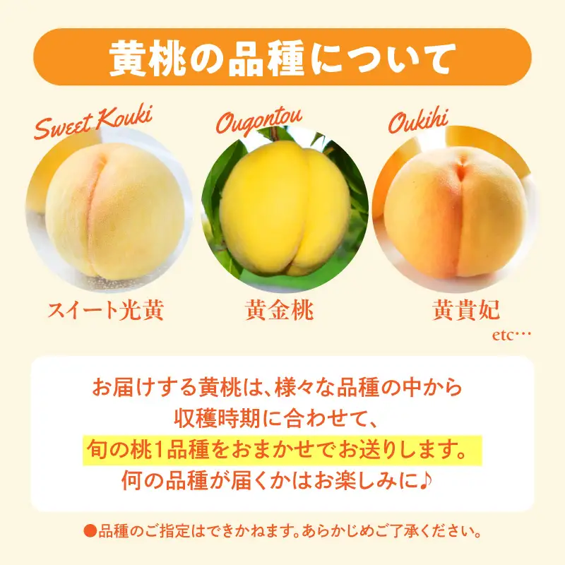 【2026年産】採れたて黄桃(品種お任せ)約5kg (12～18玉)