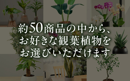 ＼あとから選べる ／花・観葉植物カタログ 4万5千円分 オンライン 有効期限なし 後から選べる 植物 グリーン 花 お花 胡蝶蘭 オンラインカタログ 後から 体験 チケット インテリア 愛知県 豊橋市