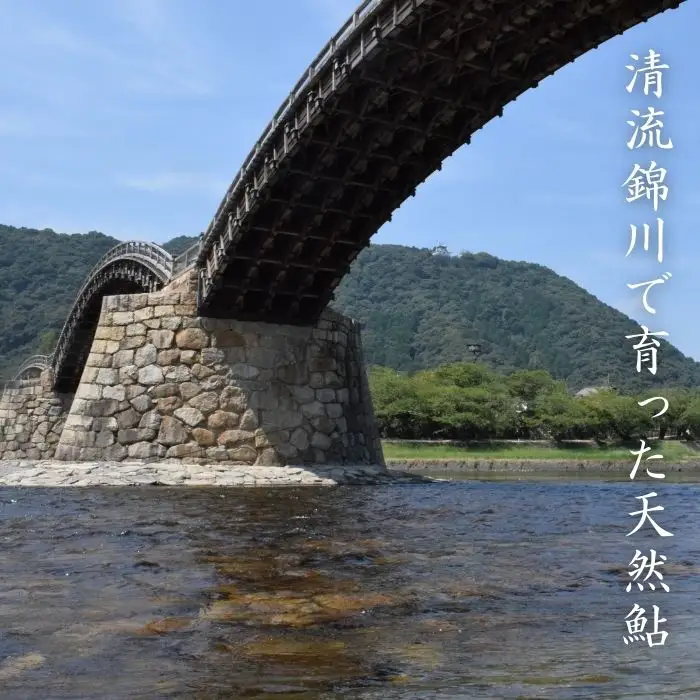 錦川産 天然鮎 冷凍 1kg 10匹程度 落ち鮎 子持ち アユ【錦川漁業協同組合】