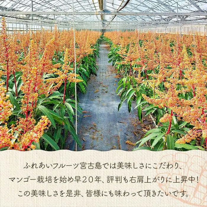 ＜2026年夏発送＞【家庭用】激うま！宮古島産アップルマンゴー1kg(2～3玉)ふれあいフルーツ宮古島(FA01)
