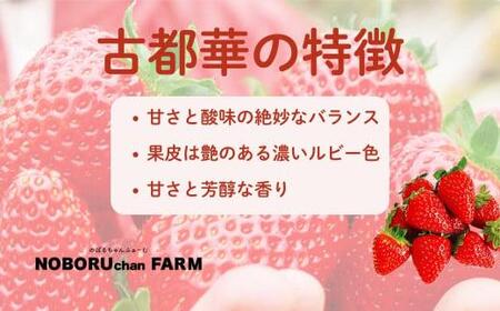 【先行予約】のぼるちゃんファームの古都華 いちご 約1,620g(270g×6パック) idm003【2027年1～4月発送】