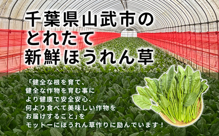 ほうれん草！どっさり 5kg 【栽培30年以上の山下さんの新鮮採れたてほうれん草】　SMCX001 