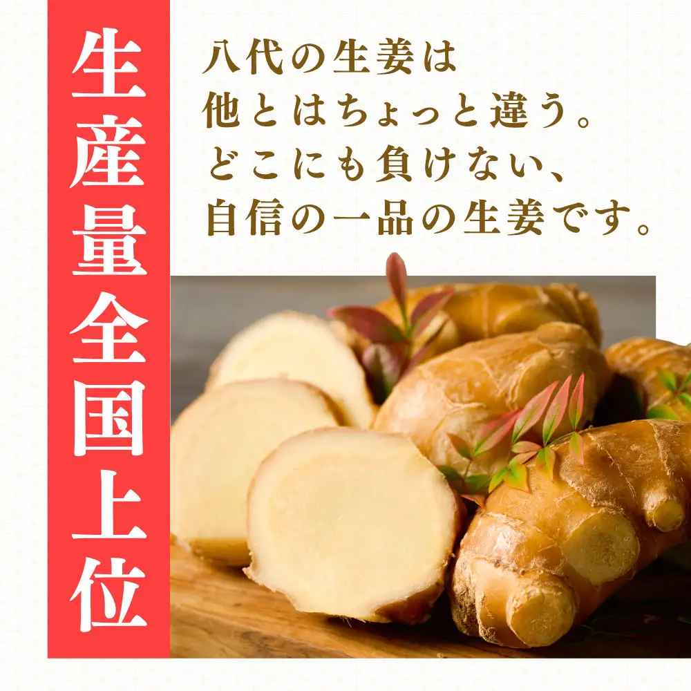 八代生姜80g×10パック 合計800g しょうが ショウガ ガリ ジンジャー 野菜 食品 薬味 生姜焼き しょうが焼き 温活 冷え性 対策 熊本県 八代市 東陽町 産地直送 国産
