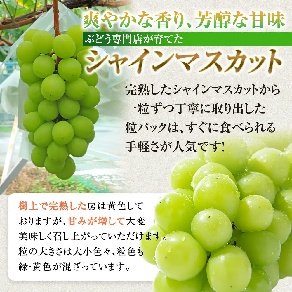 長野市産 シャインマスカット 粒パック ご家庭用 1.2kg（300g×4パック） | シャインマスカット ぶどう 葡萄 フルーツ 