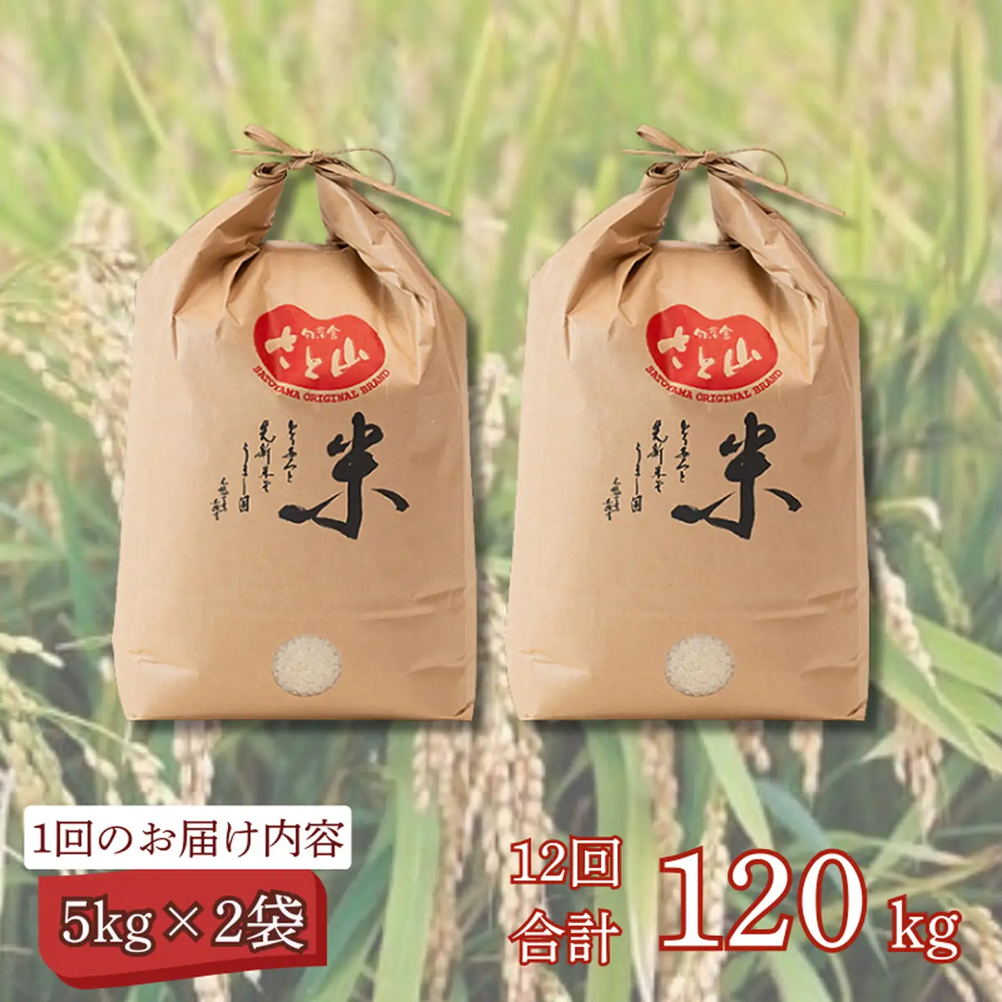 【定期便12回】三瀬村産「コシヒカリ」5kg×2袋 お米 白米 精米 ：C389-004