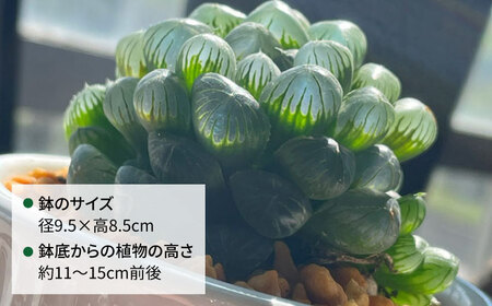 キラキラ輝く砂漠の宝石 『ハオルチア・オブツーサ』 糸島市 / cocoha&nbsp;観葉植物 グリーン 緑 インテリア[AWB043]