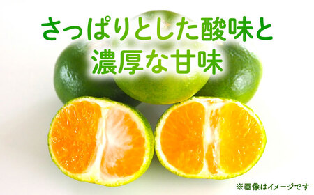 【先行予約】 極早生みかん 2S-2L 約3kg みかん 蜜柑 柑橘 フルーツ 果物 【日本フルーツ株式会社】[ZFJ053]