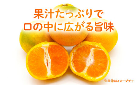 【先行予約】 早生みかん 2S-2L 約10kg みかん 蜜柑 柑橘 フルーツ 果物 【日本フルーツ株式会社】[ZFJ058]