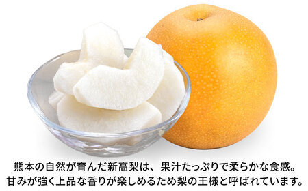 【先行予約】新高梨　約3kg 梨 ナシ フルーツ 果物 【日本フルーツ株式会社】[ZFJ064]