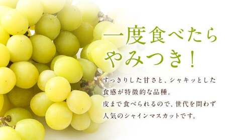 【訳あり】農園直送！ シャインマスカット 約1kg 【2026年9月上旬から10月上旬発送予定】 ぶどう マスカット 果物 フルーツ