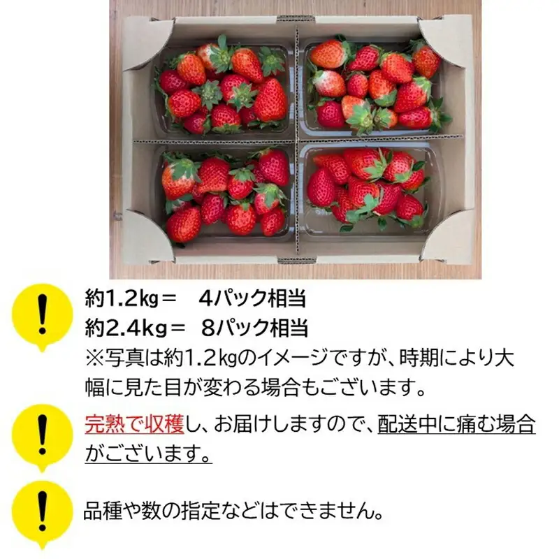 【期間限定／先行予約】朝穫れ完熟不揃いイチゴ約1.2kg（北海道・沖縄県・離島は発送不可）4種類のいちごから厳選 苺 ストロベリー 産地直送 長野県 佐久市 旬彩