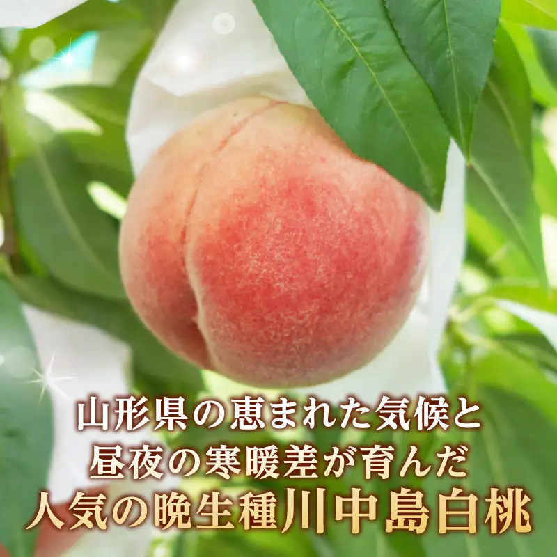 《先行受付》★山形産白桃『川中島白桃』★約3kg(6～12玉程度)秀品【2026年8月中旬頃～順次発送予定】 063-017