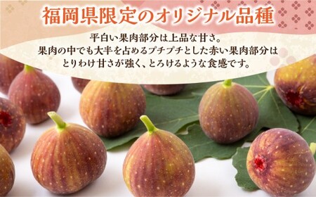 いちじく（とよみつひめ）8パック【2026年8月上旬～2026年9月中旬発送予定】 いちじく フルーツ 果物 くだもの 冷蔵 福岡県 うきは市