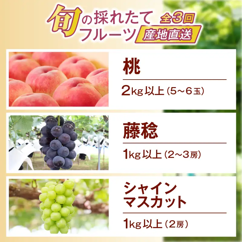 【定期便】旬の採れたて3回定期便（桃・藤稔・シャインマスカット）【2026年発送】（HO）C9-413 桃 藤稔 シャインマスカット フルーツ