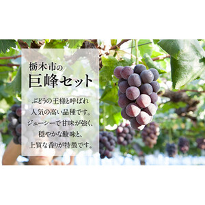 【2026年夏発送分先行受付 / 数量限定】栃木市の絶品「巨峰」セット　2L（約2kg）×1箱（2026年8月下旬～9月上旬発送予定）【フルーツ 果物 くだもの 食品 人気 おすすめ 】