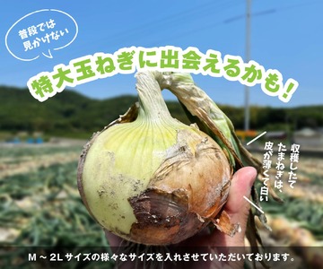 【予約販売】海月館 自社農場栽培！淡路島産 新玉ねぎ 5kg