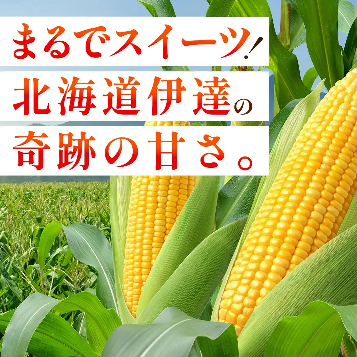 ＜2026年7月中旬～順次お届け＞ スイートコーン・恵味（2Lサイズ）【dnk-003】とうもろこし コーン スイートコーン 野菜 伊達野菜 サラダ 北海道 伊達市