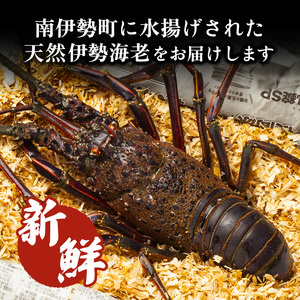 伊勢えび 約800g 産地直送 冷凍 伊勢えび