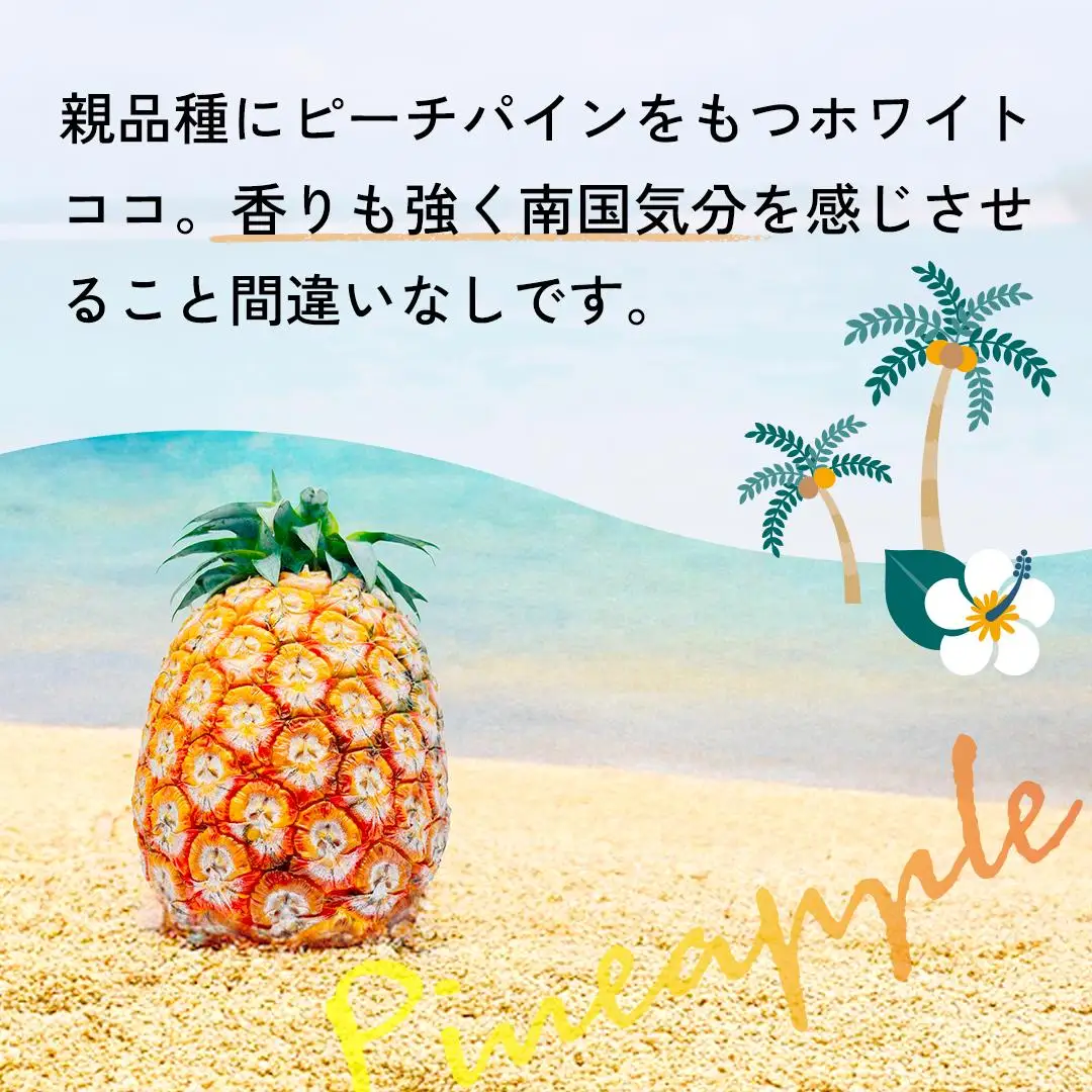 ＜先行予約＞ ホワイトココ パイン 2～3玉 計2～3kg 