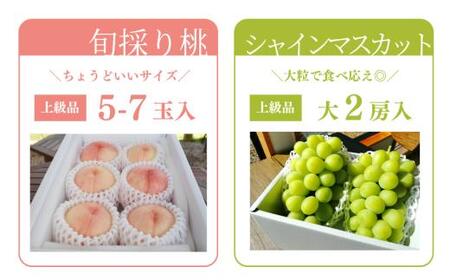 量より質！桃とシャインマスカット、上級品の2回便 (定期便) (岡山県産)  / 【2026年先行予約】8月10月 【KF-T060-02】