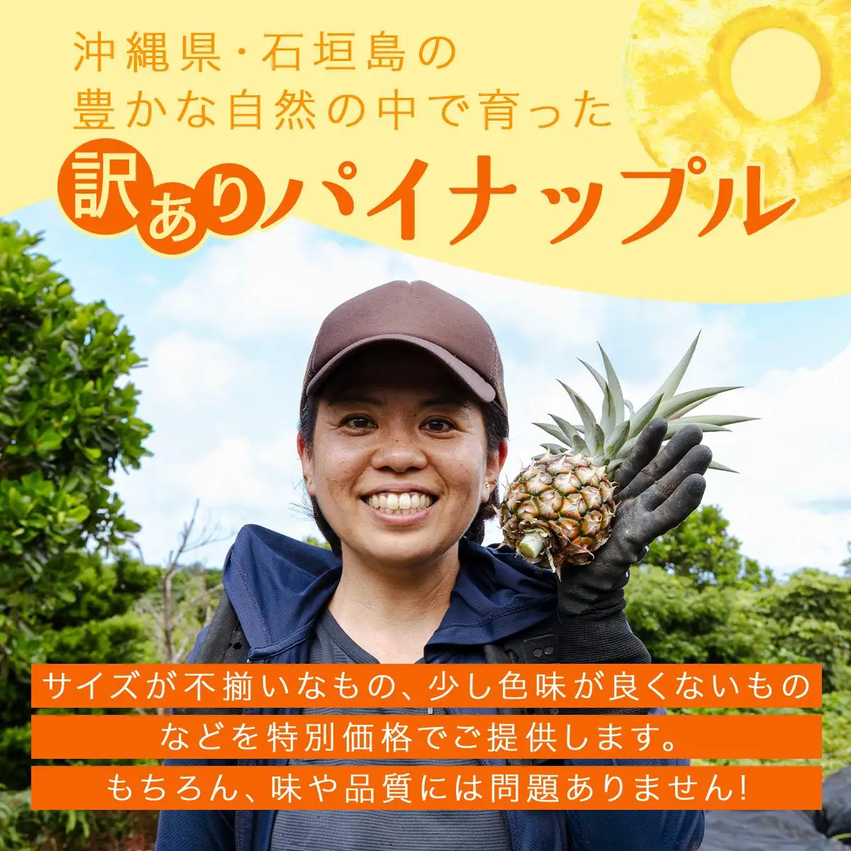 KABIRA パイナップル 訳あり 約3kg