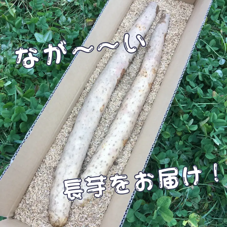 味に自信あり！北八ヶ岳の長芋　2.5キロ　レシピ付き［NK-111］