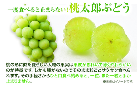 桃太郎ぶどう 2房(480g以上) ハウス栽培 【配送不可地域あり】ぶどう