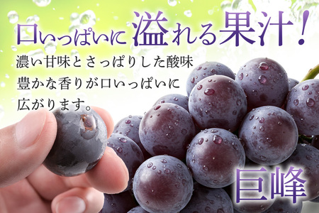 【2026年先行予約】ぶどう 定期便 ４回 葡萄 ブドウ フルーツ 果物 くだもの 産地直送 茨城県 石岡市 A04-009