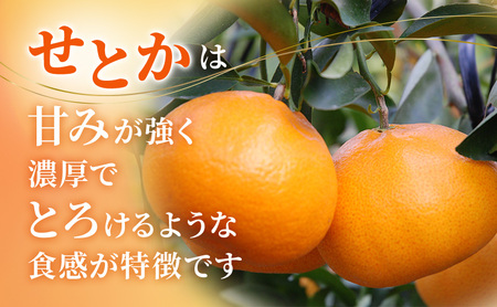 【2027年2月以降発送】 せとか 約1.5kg 6～10個 柑橘の最高峰 かんきつ 柑橘 みかん ミカン 蜜柑 人気 静岡 浜松市