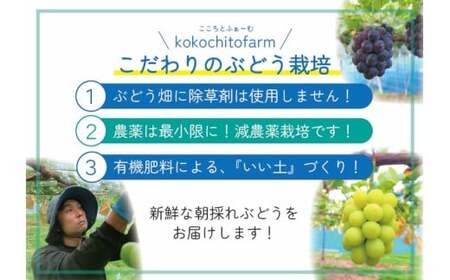 【2026年先行予約】 ここちとふぁーむ 【ご自宅用】 シャインマスカット＆旬のおまかせぶどう 2～3房 約1kg 岡山県産ぶどう 【koko016-01】