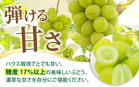 シャインマスカット 約1.2kg【2026年収穫分】ぶどう ぶどう 葡萄　B-033059
