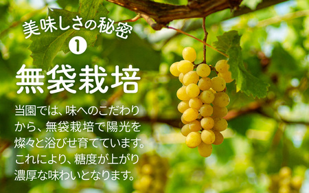 シャインマスカット 400g×1房 【2026年収穫分】 | ぶどう ぶどう 葡萄