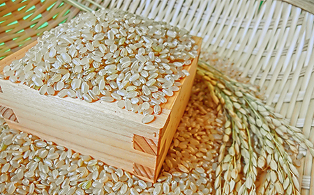 令和7年産 はえぬき  玄米 順次発送 5kg 5kg×1袋 山形県産 ap-hagxa5-0