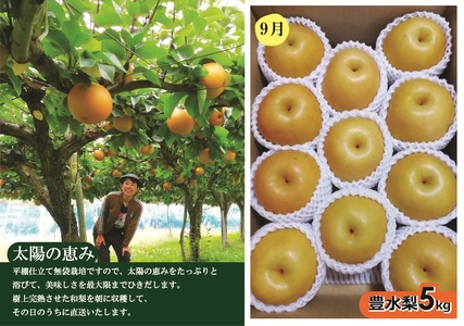 【定期便：全２回】アルコアーナ農園のフルーツ定期便Ｂコース（和梨、シャインマスカット）　0148-2605