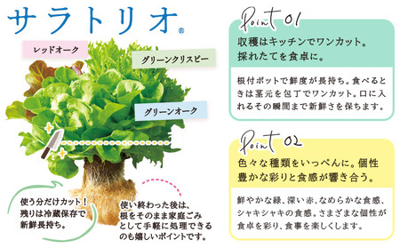 野菜 サラトリオ 12個セット　野菜 レタス