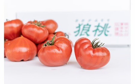 【先行予約／2027年3月中旬から発送】四万十育ち「狼桃」 糖度9度以上 松タイプ 大箱（16～32個入）Fdf-A12 フルーツ トマト とまと 野菜 数量限定 期間限定 