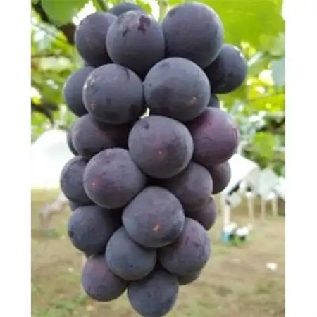 【2026発送予定】農家朝どり種無し巨峰　3～5房入り　山梨市産地直送　約2kg以上【配送不可地域：離島】【1178163】