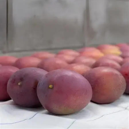 【2026年7月から順次発送・贈答用】名物おじーが作るアップルマンゴー2kg(4～5玉)【配送不可地域：離島】【1694665】