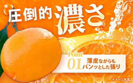 ※【2026年11月より順次発送／先行予約】【食べる濃厚ジュース】佐瀬みかん 5kg / みかん ミカン 蜜柑 オレンジ 柑橘 フルーツ ふるーつ 果物 くだもの みかんジュース 甘い / 諫早市 / 一正[AHFL001]