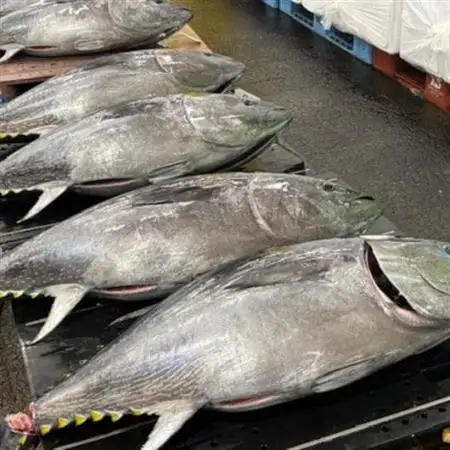 【市場直送!】青森産 天然本マグロ たたき ねぎとろ 計1kg(250g×4P)【配送不可地域：離島】【1695522】